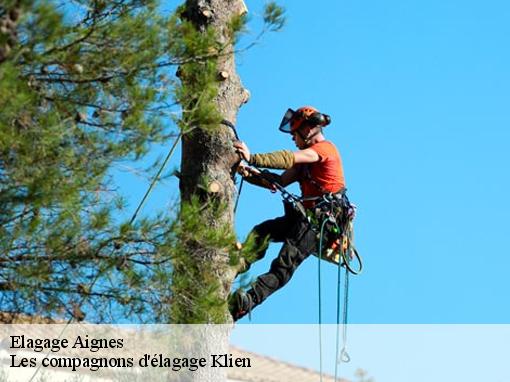 Elagage  aignes-31550 Les compagnons d'élagage Klien