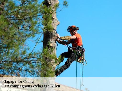 Elagage  le-cuing-31210 Les compagnons d'élagage Klien