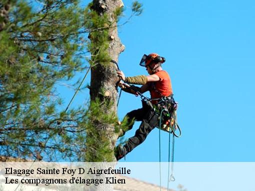 Elagage sainte-foy-d-aigrefeuille-31570 Les compagnons d'élagage Klien
