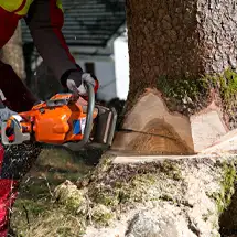 Abattage arbres 31